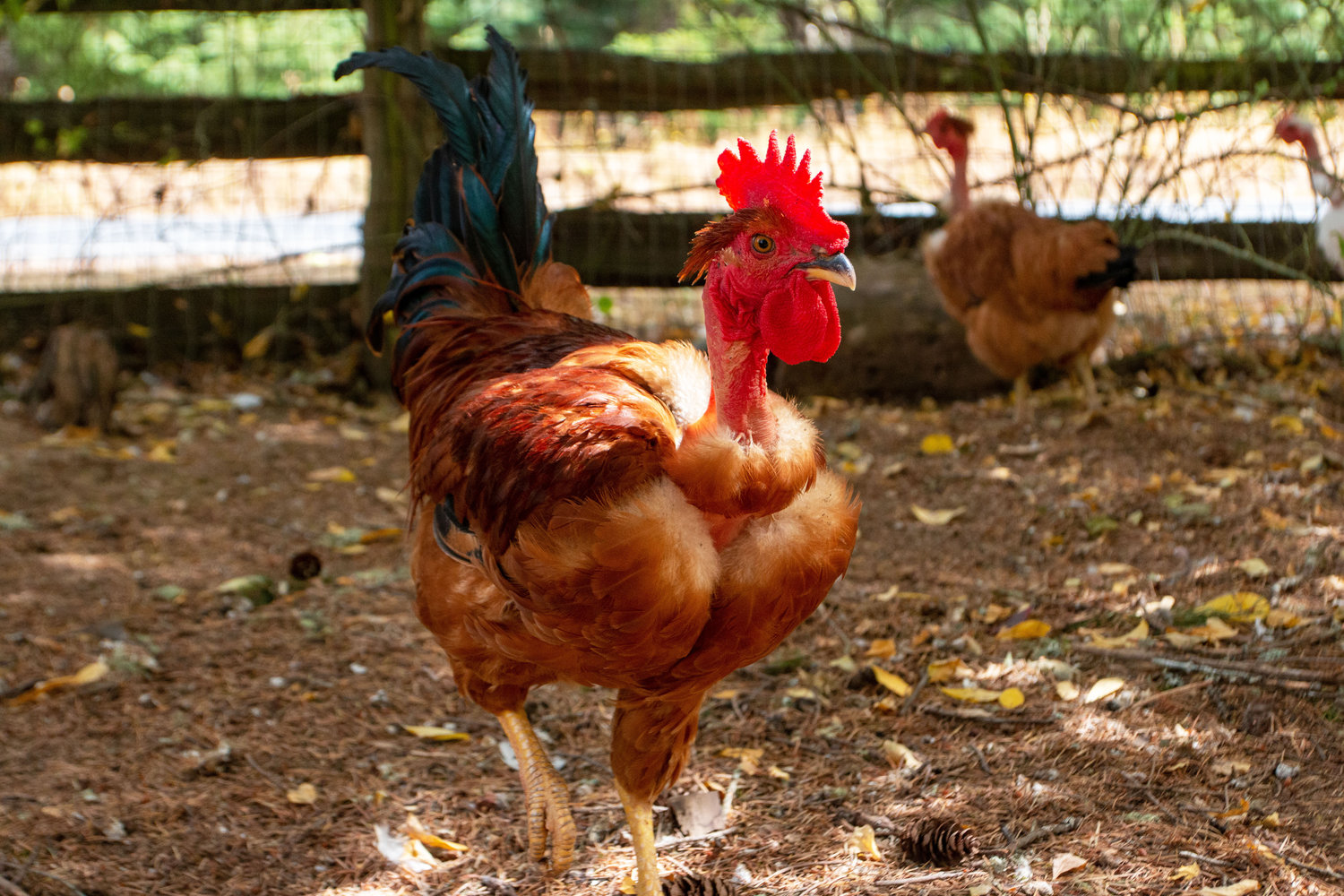 A naked neck rooster, while looking angry, is a friendly breed of poultry.